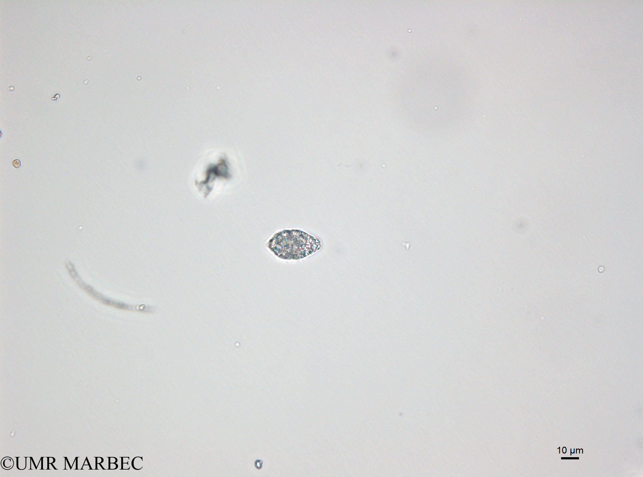 phyto/Bizerte/bizerte_bay/RISCO April 2014/Euglenoidea spp (150114_001_ovl -4)(copy).jpg